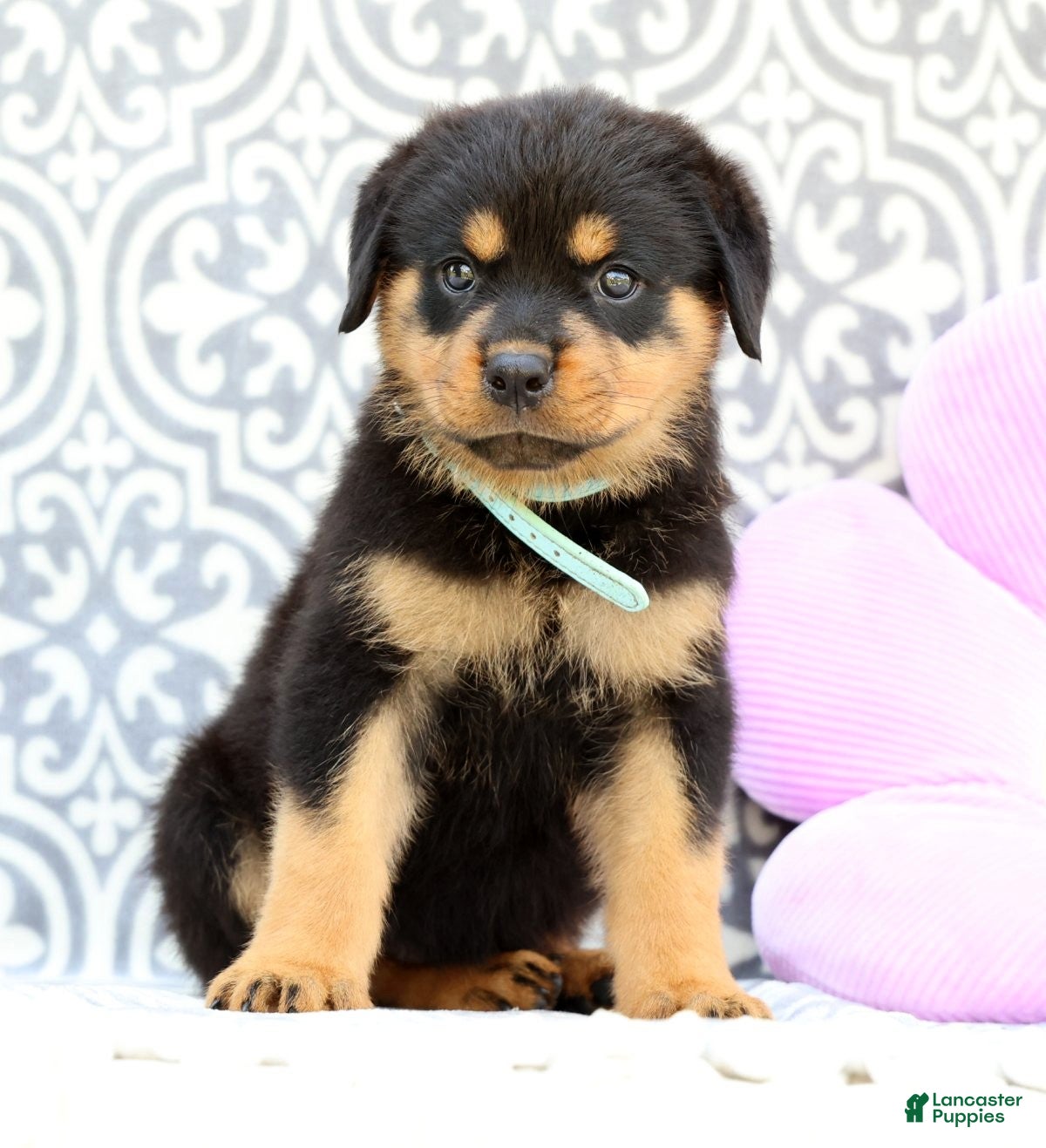Rottweiler dogs Micky - Ad 1