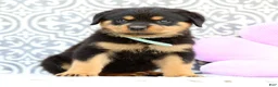 Rottweiler dogs for sale: Micky - Ad 1
