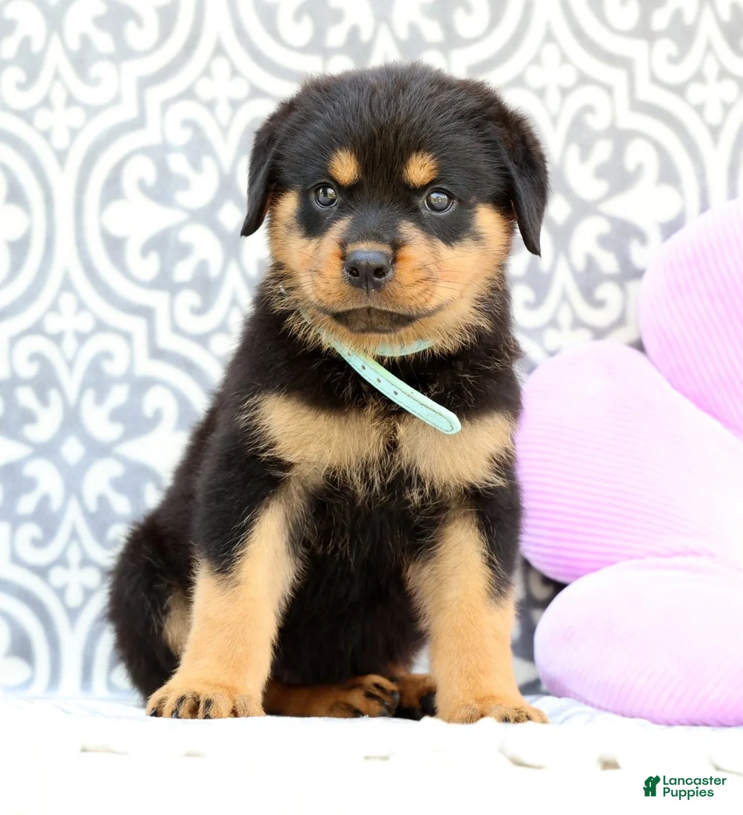 Rottweiler dogs for sale: Micky - Ad 1