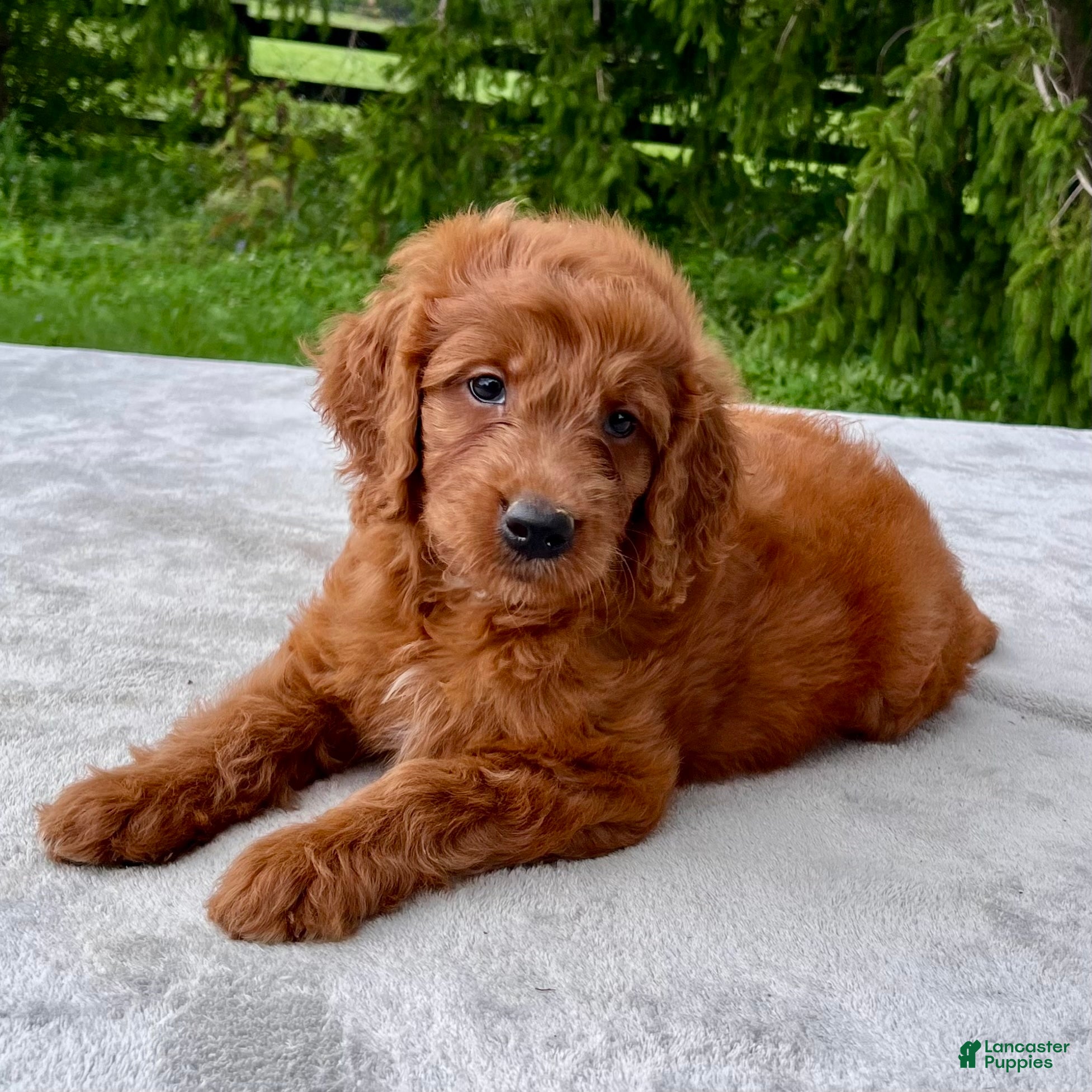 Goldendoodle dogs Freya medium sized - Ad 1