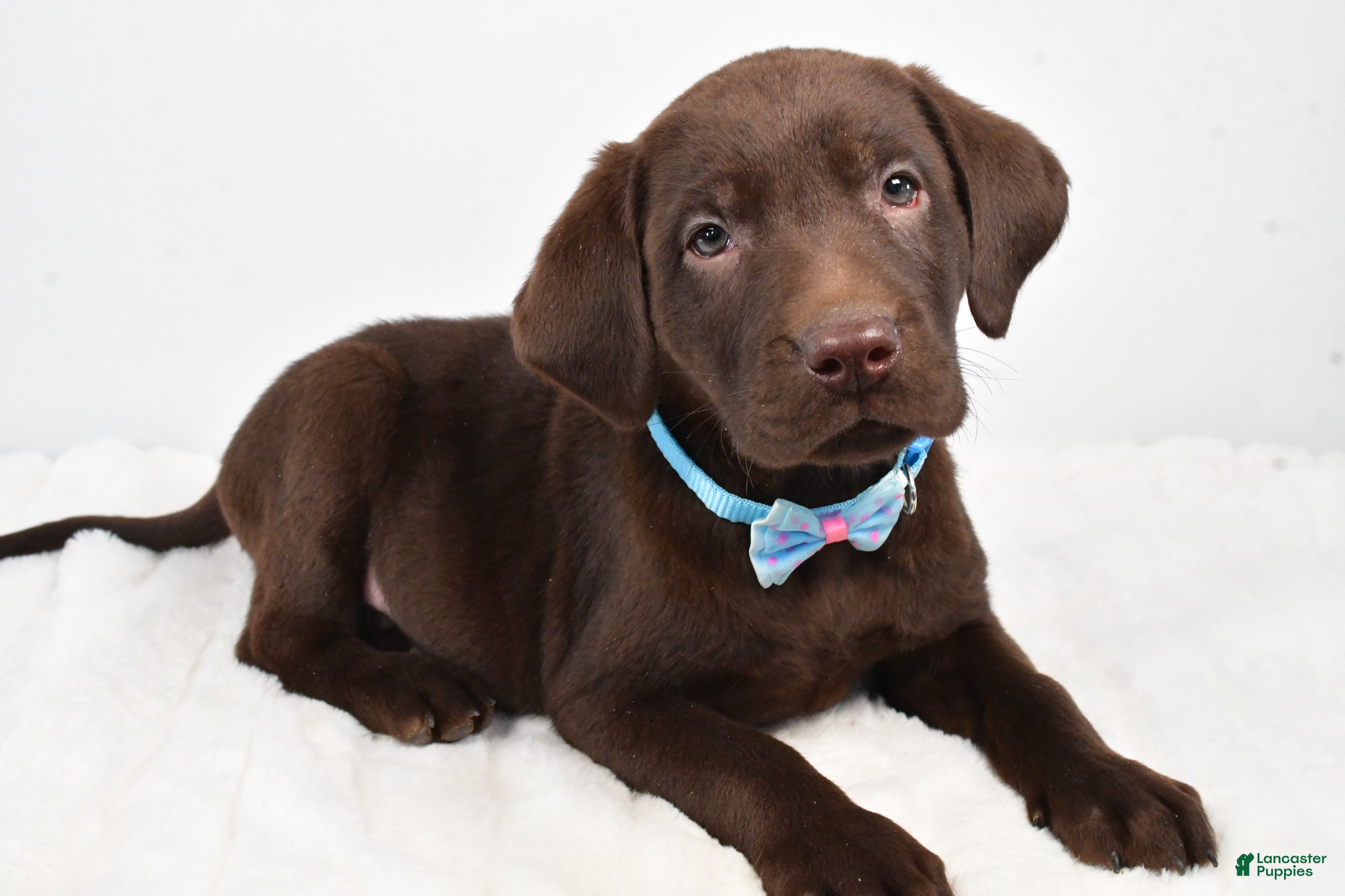 Labrador Retriever dogs Matthias - Ad 10