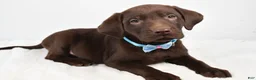 Labrador Retriever dogs for sale: Matthias - Ad 1