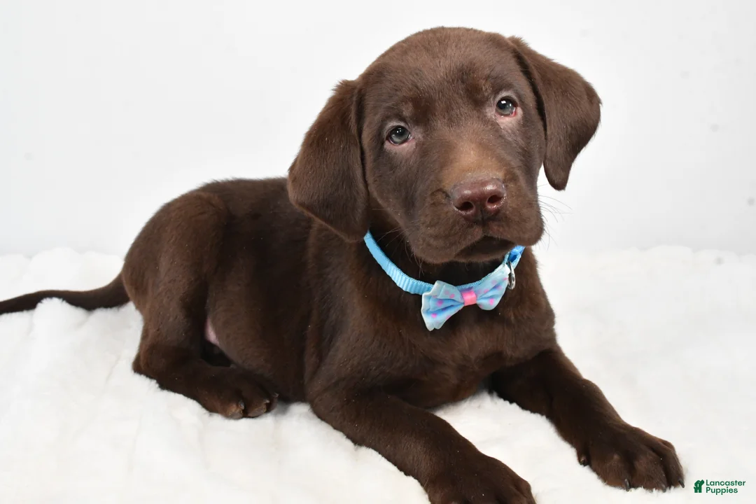 Labrador Retriever dogs for sale: Matthias - Ad 1