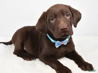 Labrador Retriever dogs Matthias - Ad 10