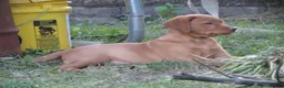 Labrador Retriever dogs for sale: Lolli (tan collar) - Ad 3