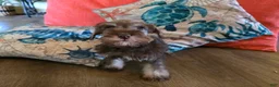 Miniature Schnauzer dogs for sale: Pamela - Ad 5