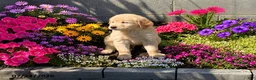Golden Retriever dogs for sale: Kacey - Ad 2