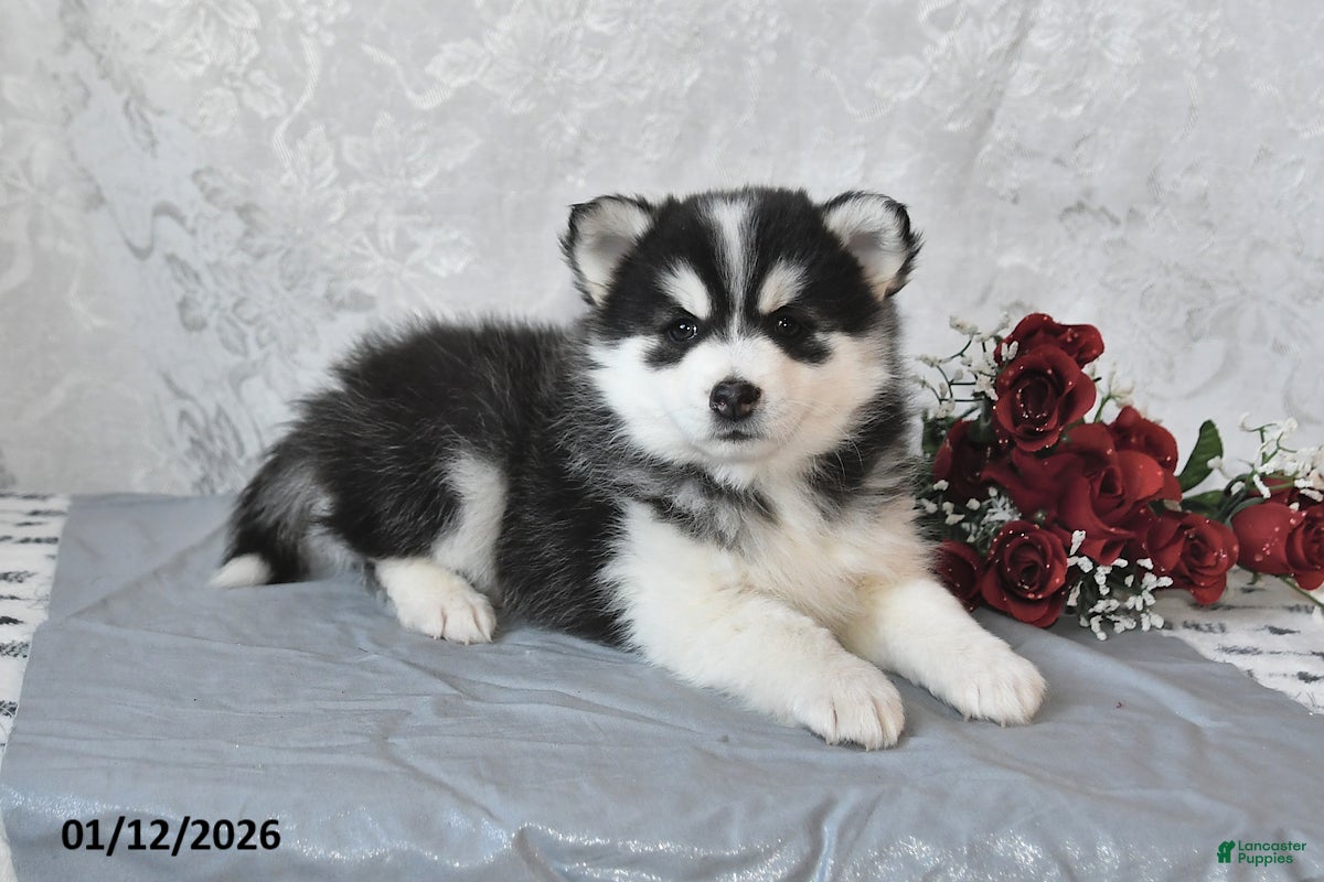 Pomsky dogs Ashley - Ad 16