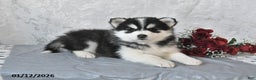 Pomsky dogs for sale: Ashley - Ad 1