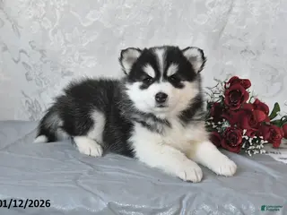 Pomsky dogs Ashley - Ad 31