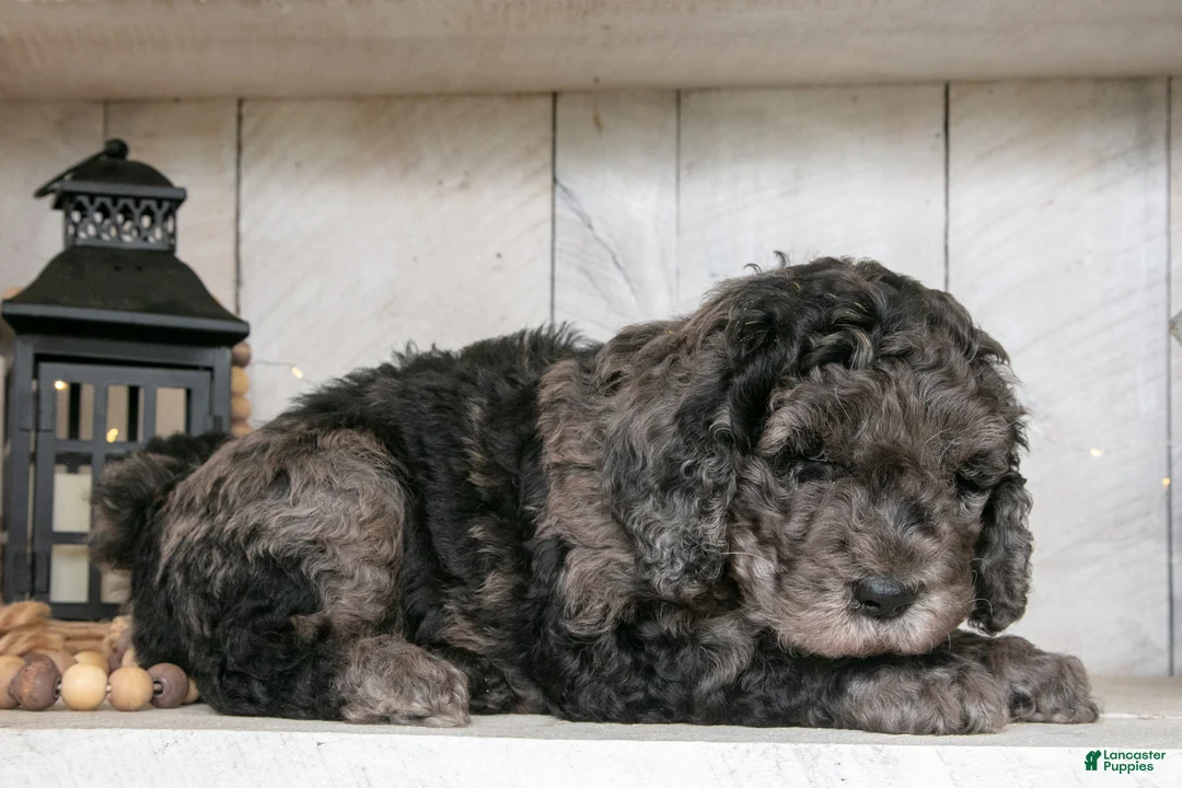 Miniature Labradoodle dogs for sale: Toby - Ad 2