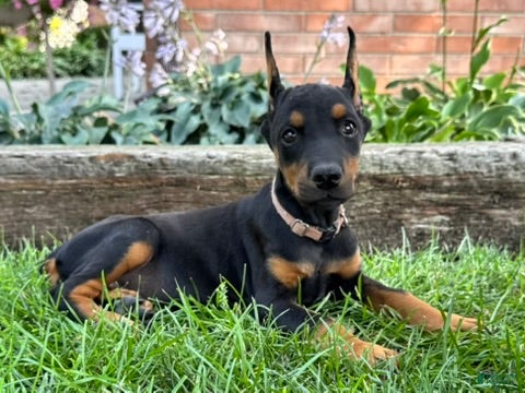 Doberman Pinscher dogs Arabelle - Ad 1