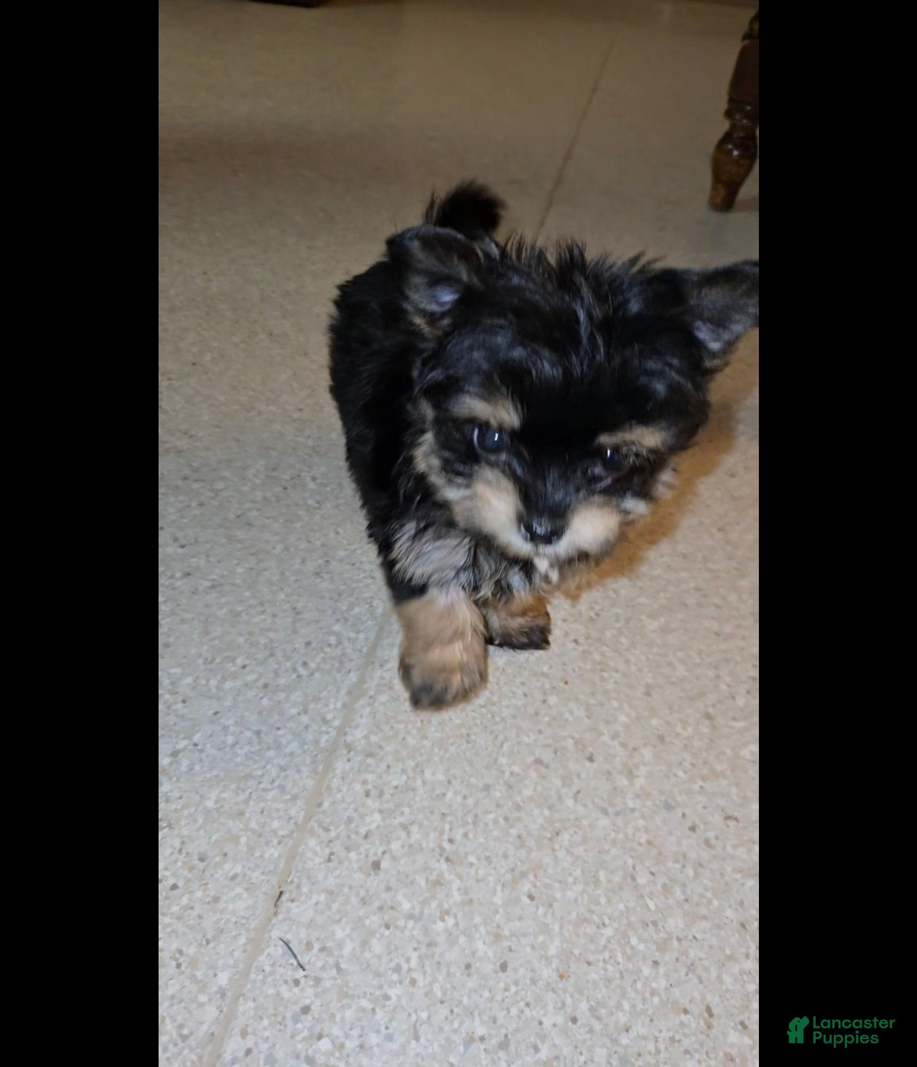 Mixed Breed dogs Little Debbie - Ad 2