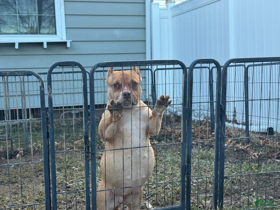 American Bully dogs for sale: Chocolate fawn sable Merle - Ad 5