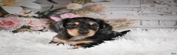 Miniature Dachshund dogs for sale: AKC-Rolo - Ad 7