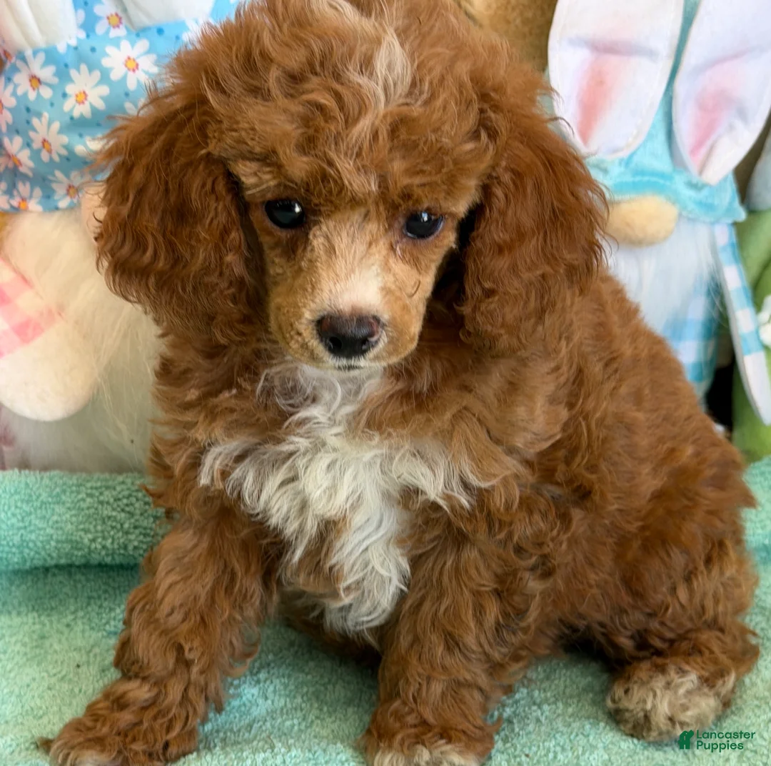 Miniature Poodle dogs for sale: Pixie - Ad 3