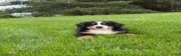 Bernese Mountain Dog dogs for sale: Ollie  - Ad 7