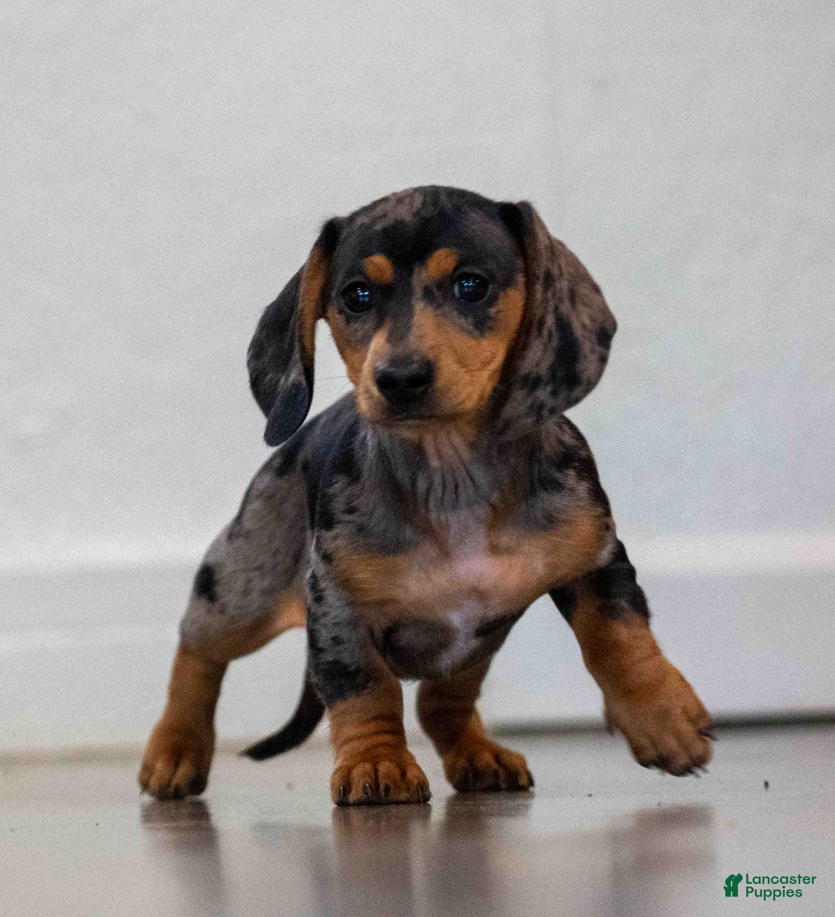 Miniature Dachshund dogs Clover - Ad 2