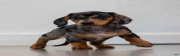 Miniature Dachshund dogs for sale: Clover - Ad 2