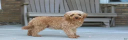 Mini Goldendoodle dogs for sale: Eve - Ad 7