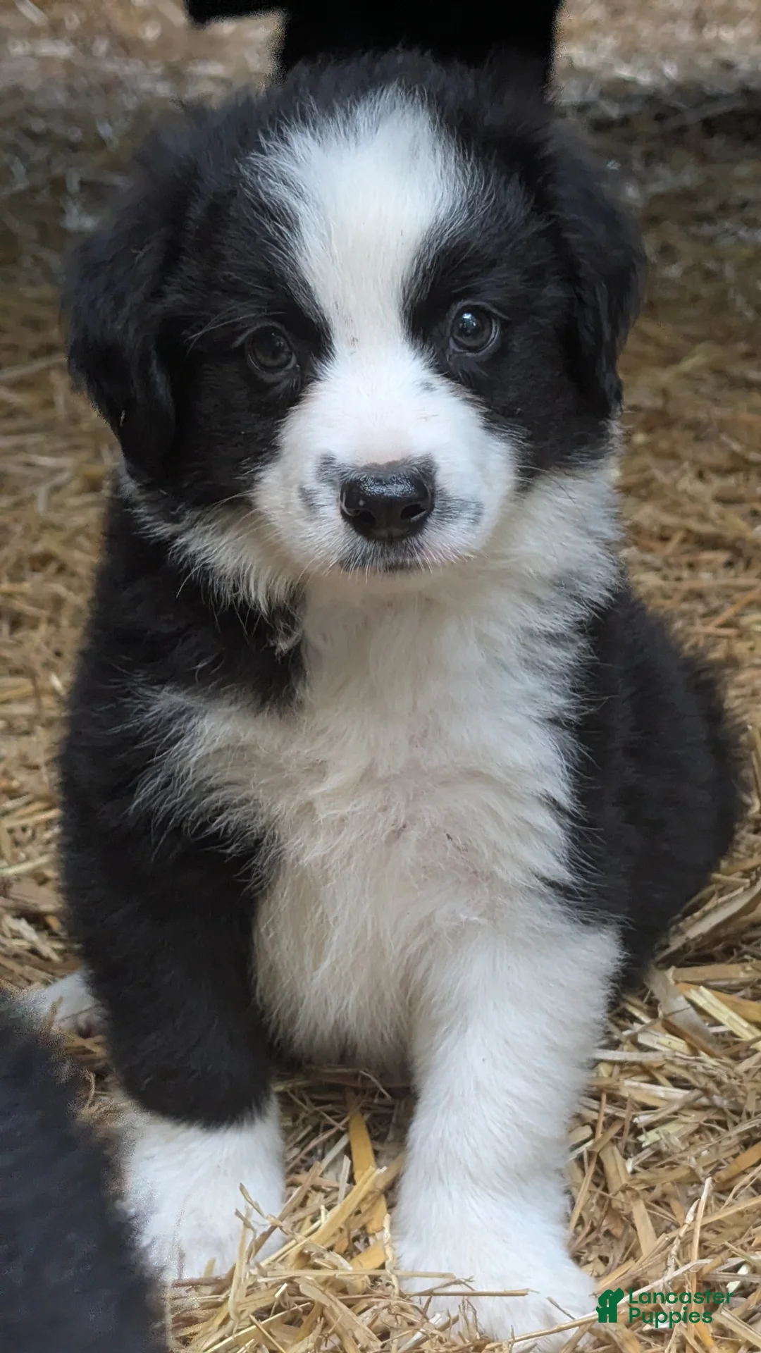 Bernese Mountain Dog dogs for sale: Bernese Mountain Dog 1 - Ad 2