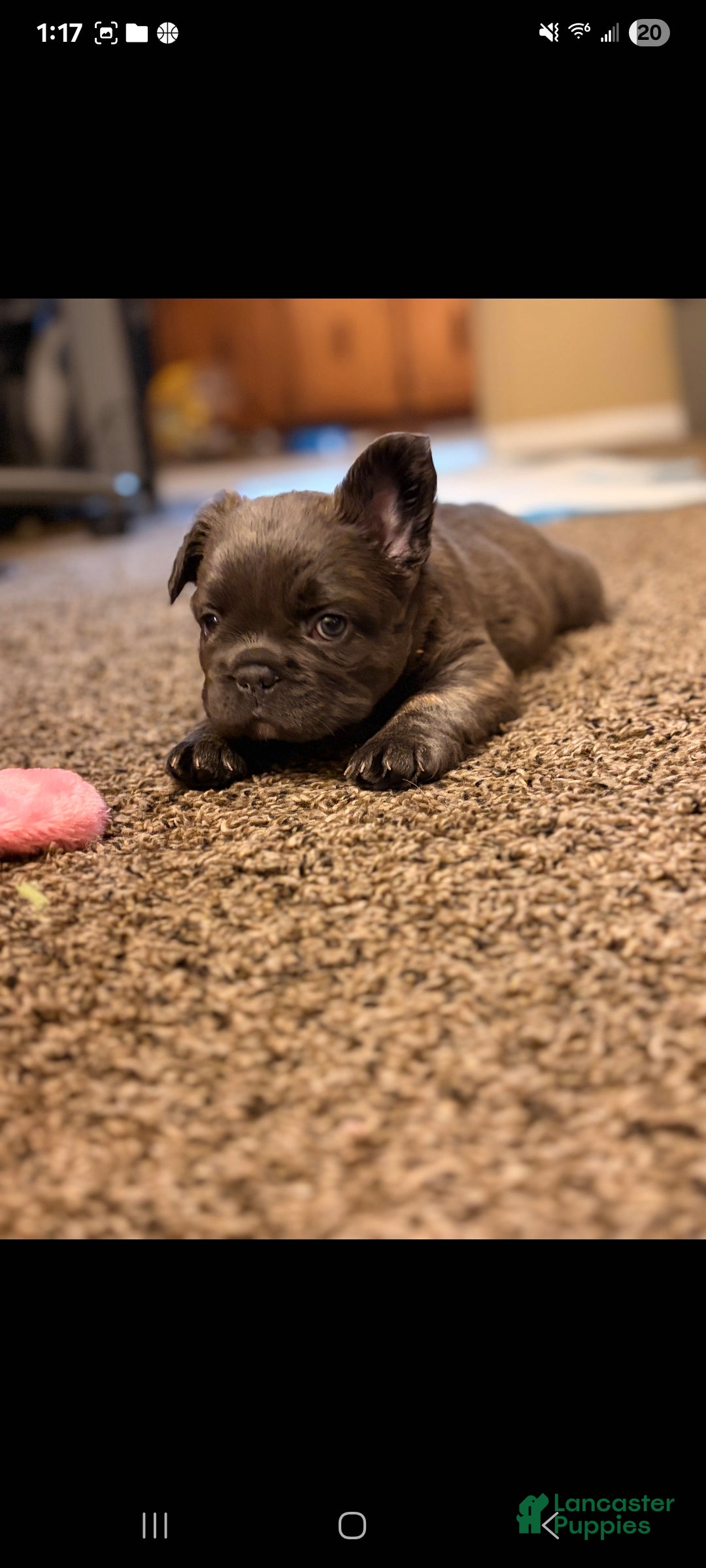 French Bulldog dogs for sale: Sumo - Ad 2