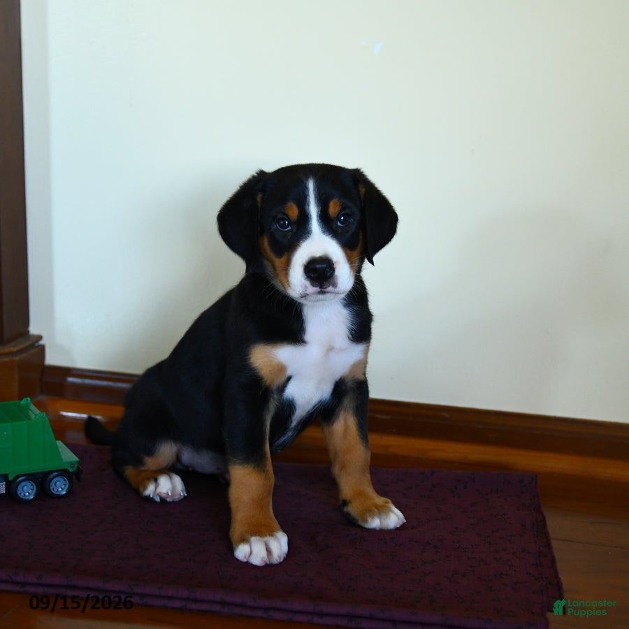 Greater Swiss Mountain Dog dogs Zaphne - Ad 2