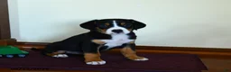 Greater Swiss Mountain Dog dogs for sale: Zaphne - Ad 2