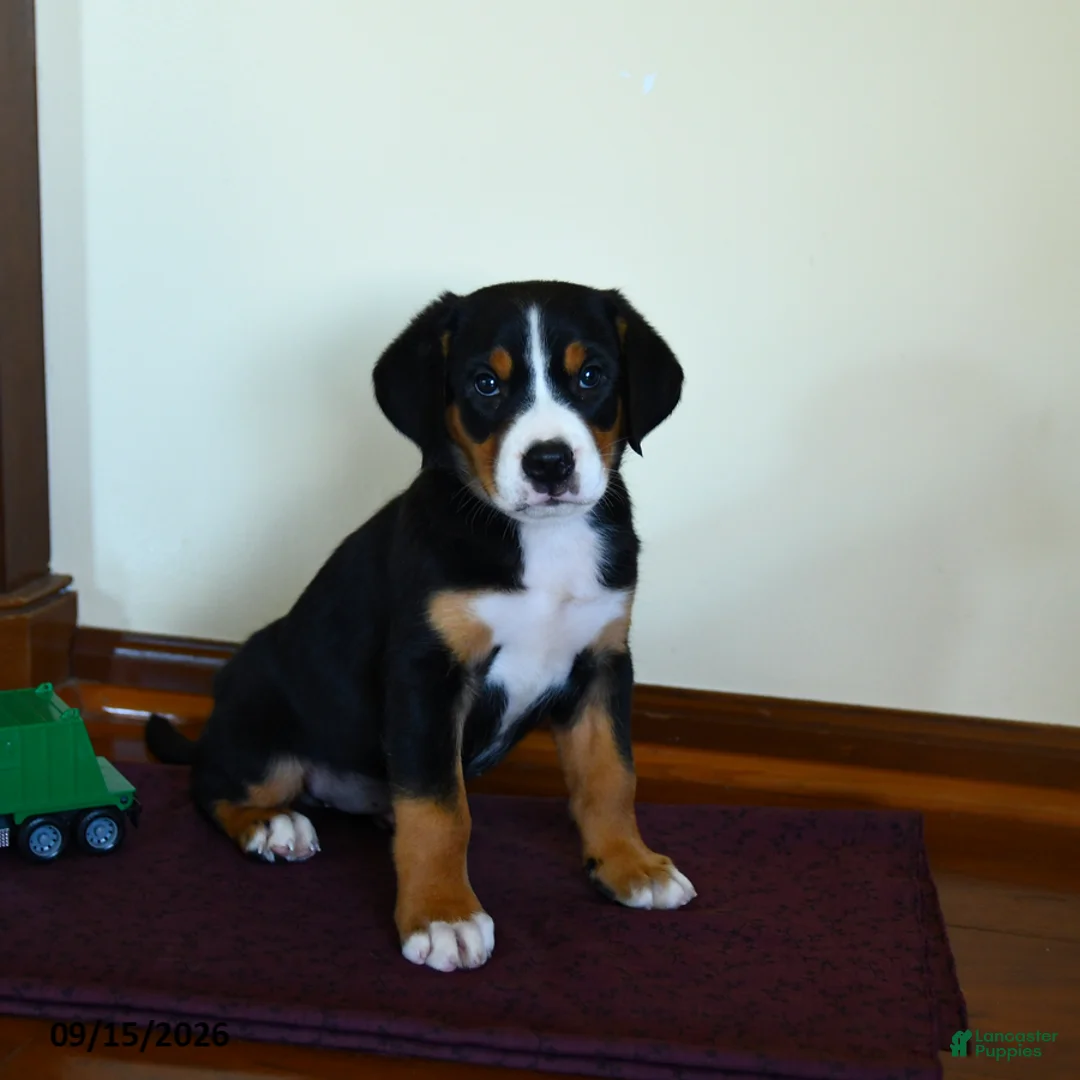 Greater Swiss Mountain Dog dogs for sale: Zaphne - Ad 2