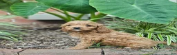 Cavapoo dogs for sale: Hazel - Ad 4