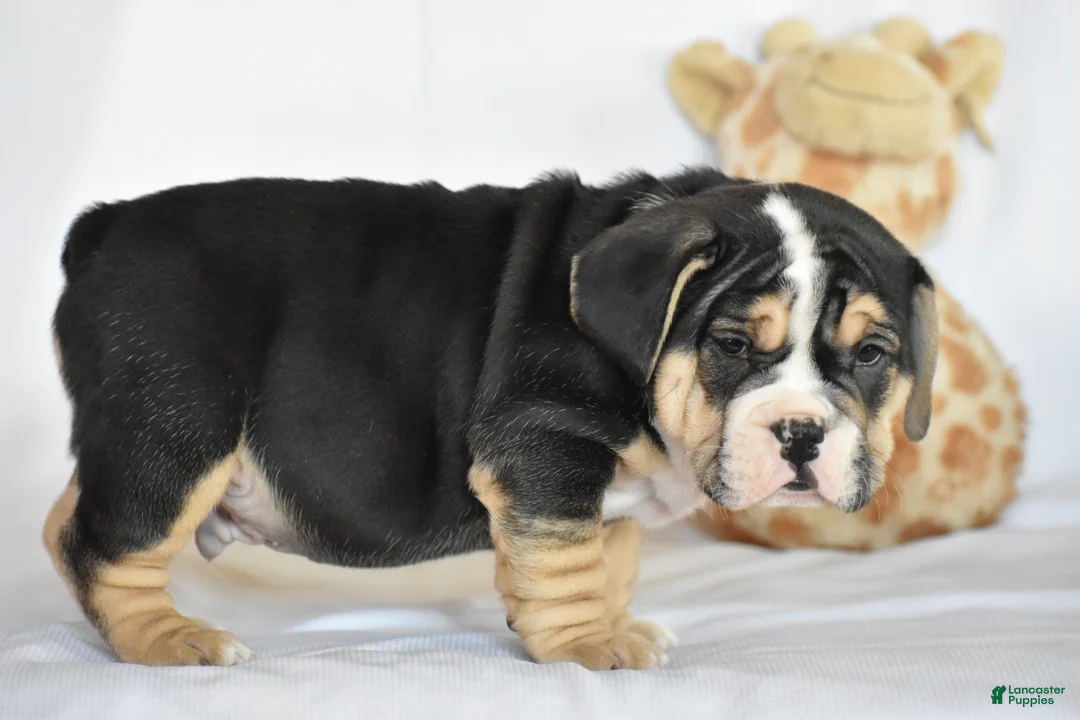 Beabull dogs for sale: Skyler - Ad 10
