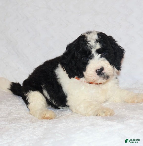 Mini Goldendoodle dogs Robin - Ad 1