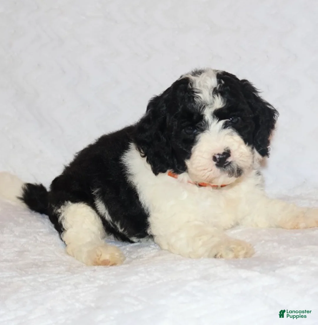 Mini Goldendoodle dogs for sale: Robin - Ad 1