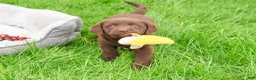 Labrador Retriever dogs for sale: Joel  - Ad 2