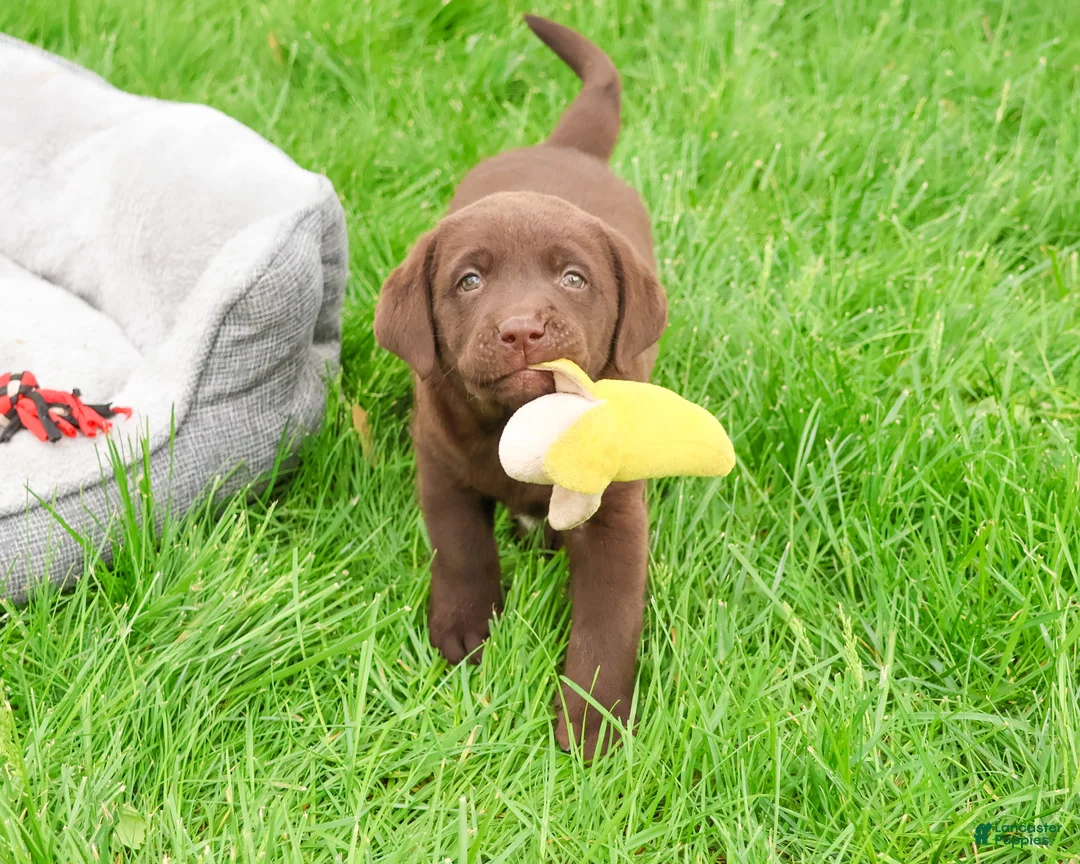 Labrador Retriever dogs for sale: Joel  - Ad 2