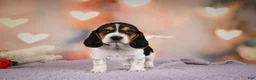 Beagle dogs for sale: OTTO - Ad 16