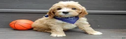 Cavapoo dogs for sale: Shawn - Ad 3