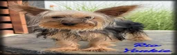 Yorkshire Terrier dogs for sale: Rio - Ad 1
