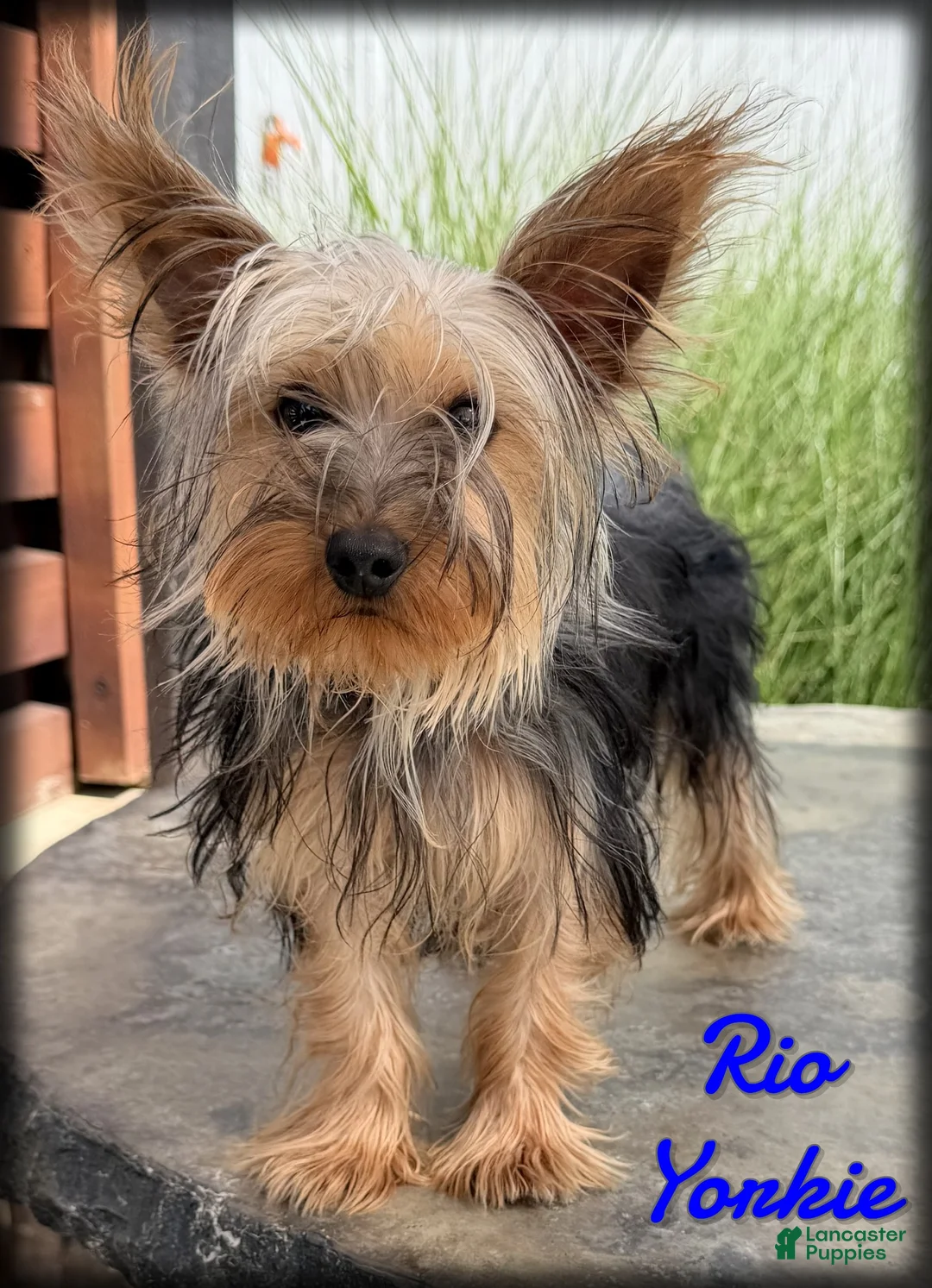 Yorkshire Terrier dogs for sale: Rio - Ad 1
