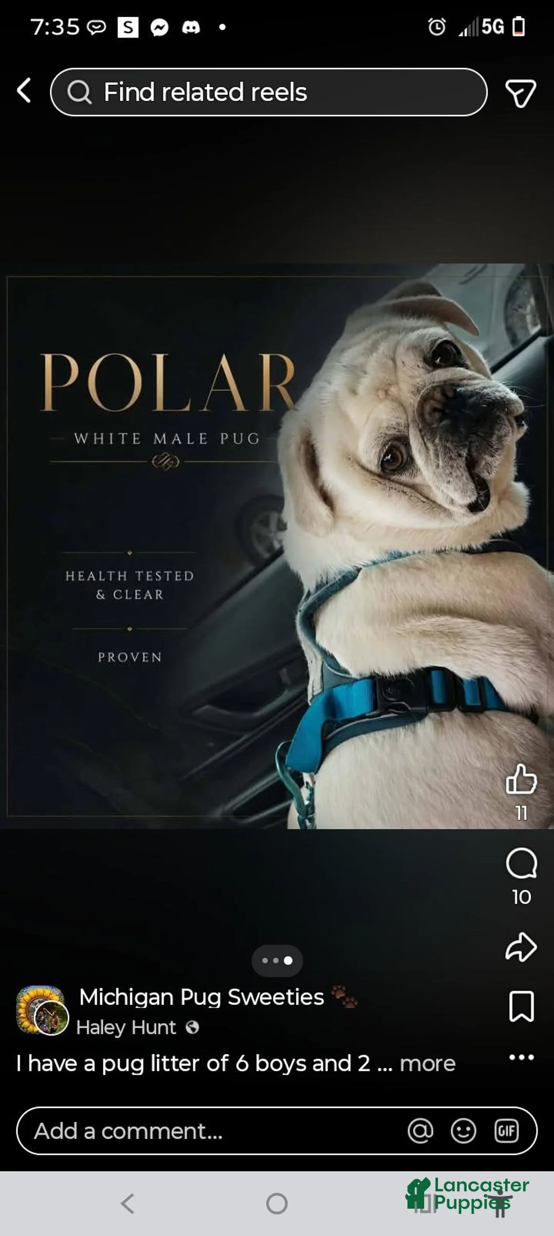 Pug dogs for sale: STANK - Ad 4