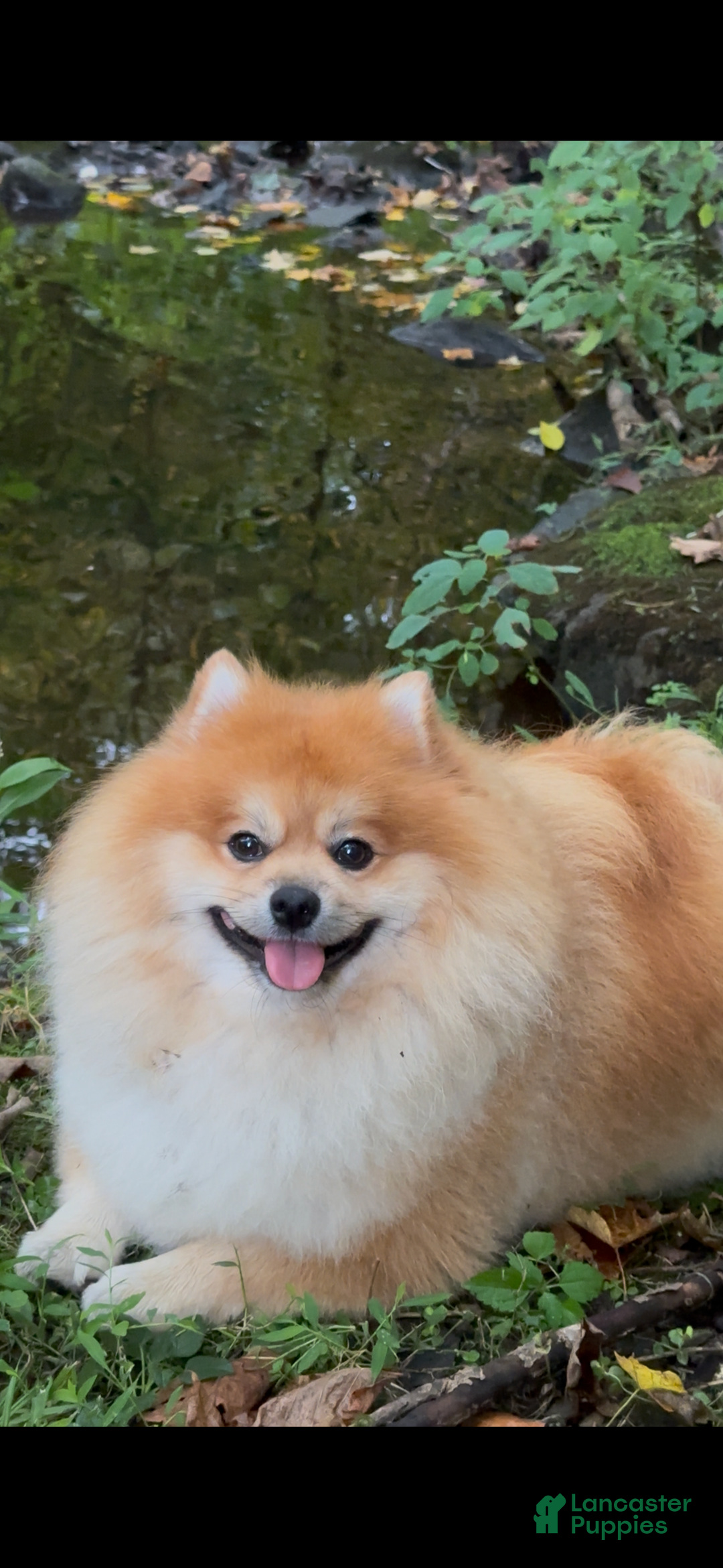 Pomeranian dogs for stud: Sir Fluffington - Ad 3