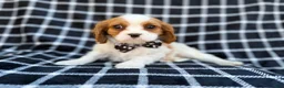 Cavalier King Charles Spaniel dogs for sale: Gunner - Ad 4