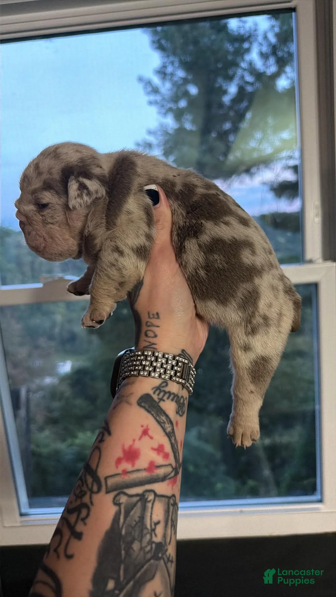English Bulldog dogs for sale: Lilac Merle female  - Ad 2