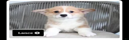 Welsh Corgi Pembroke dogs for sale: LANCE - Ad 1