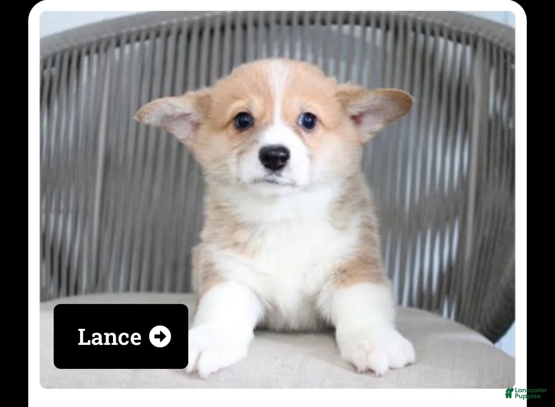 Welsh Corgi Pembroke dogs for sale: LANCE - Ad 1