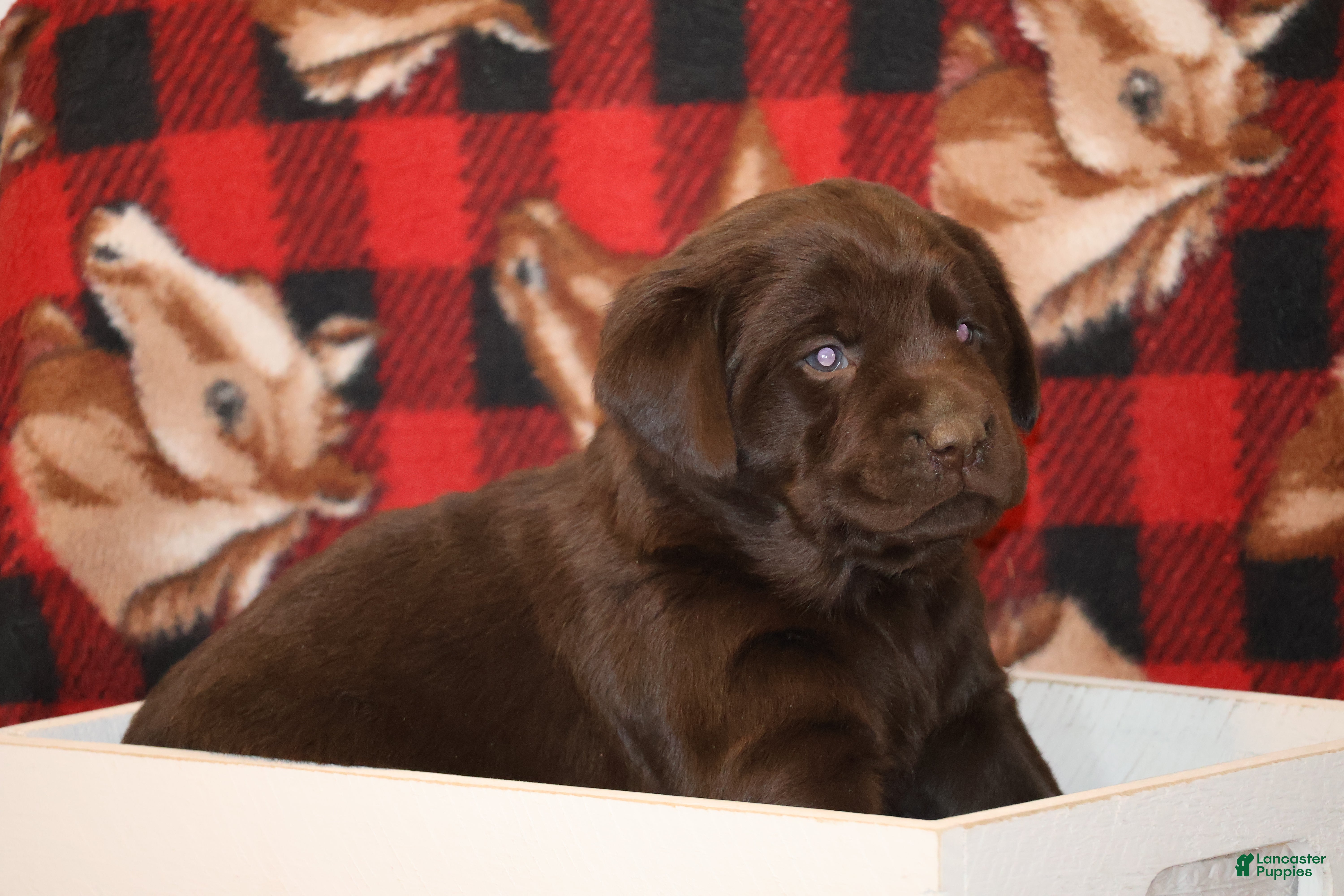 Labrador Retriever dogs Bella  - Ad 2