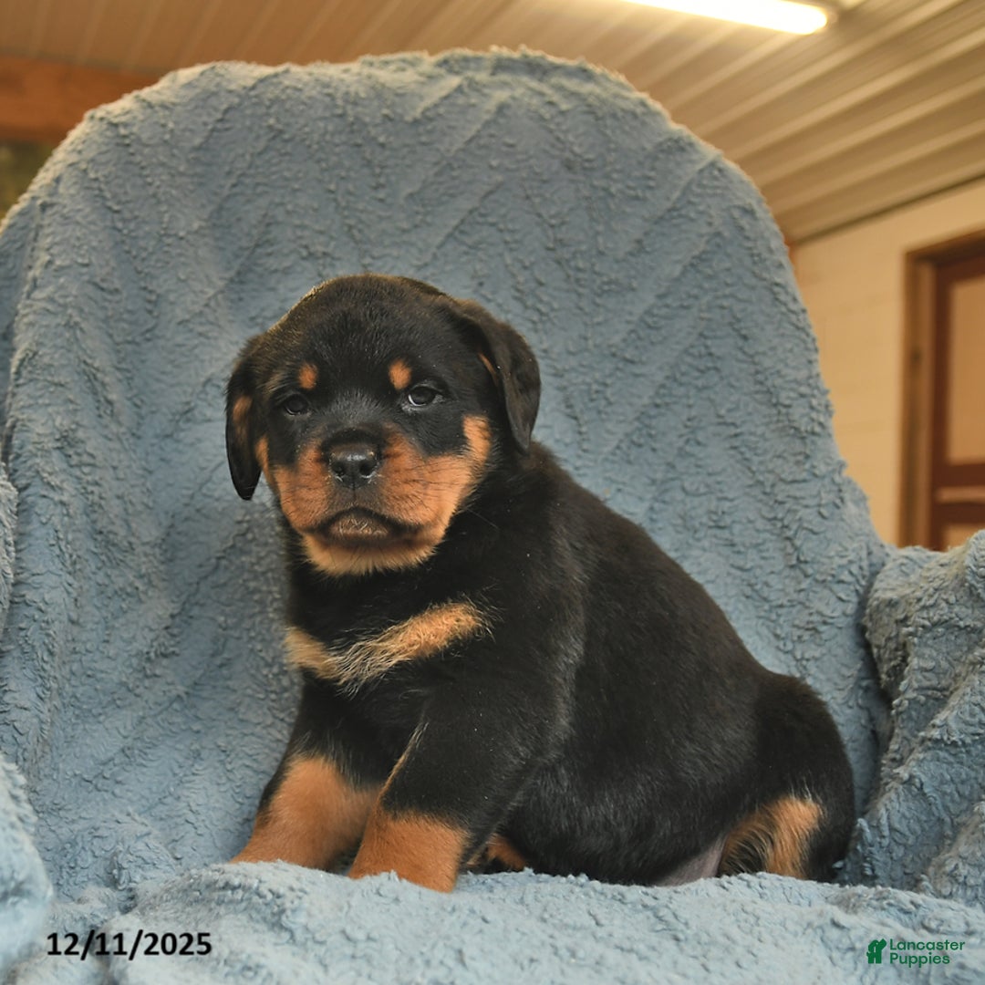 Rottweiler dogs for sale: Rose  - Ad 4
