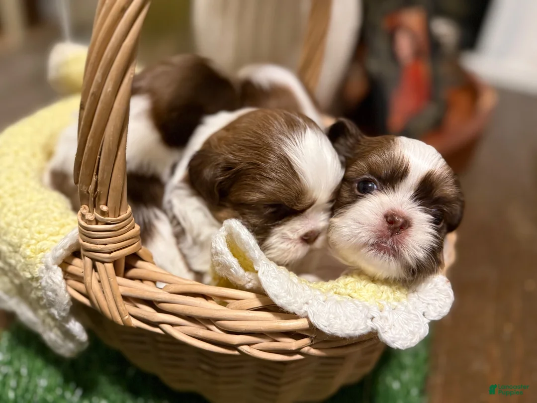 Shih Tzu dogs for sale: Shih Tzu 3 it’s a male not female - Ad 7