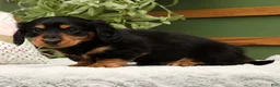 Miniature Dachshund dogs for sale: Teddy - Ad 4