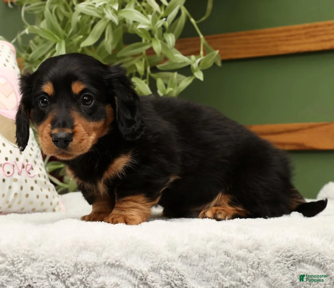 Miniature Dachshund dogs for sale: Teddy - Ad 4